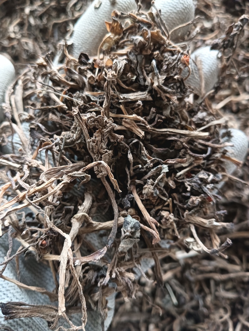 马齿苋马蜂菜实物实拍量大优惠