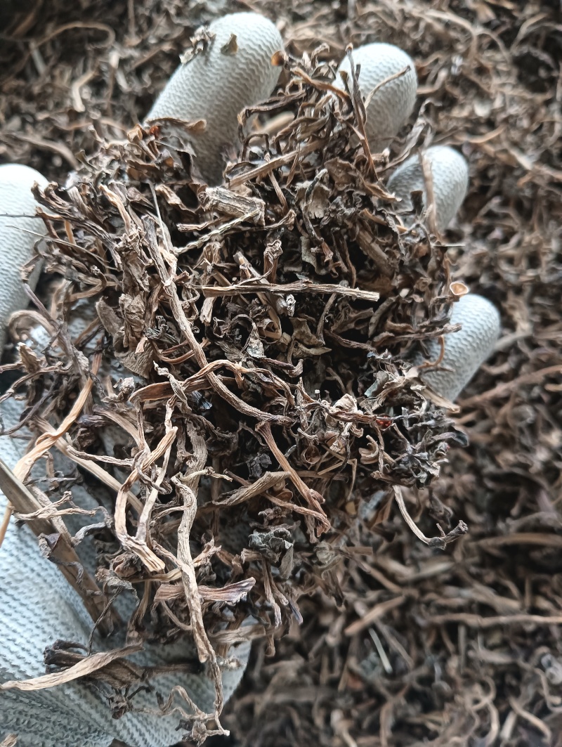 马齿苋马蜂菜实物实拍量大优惠