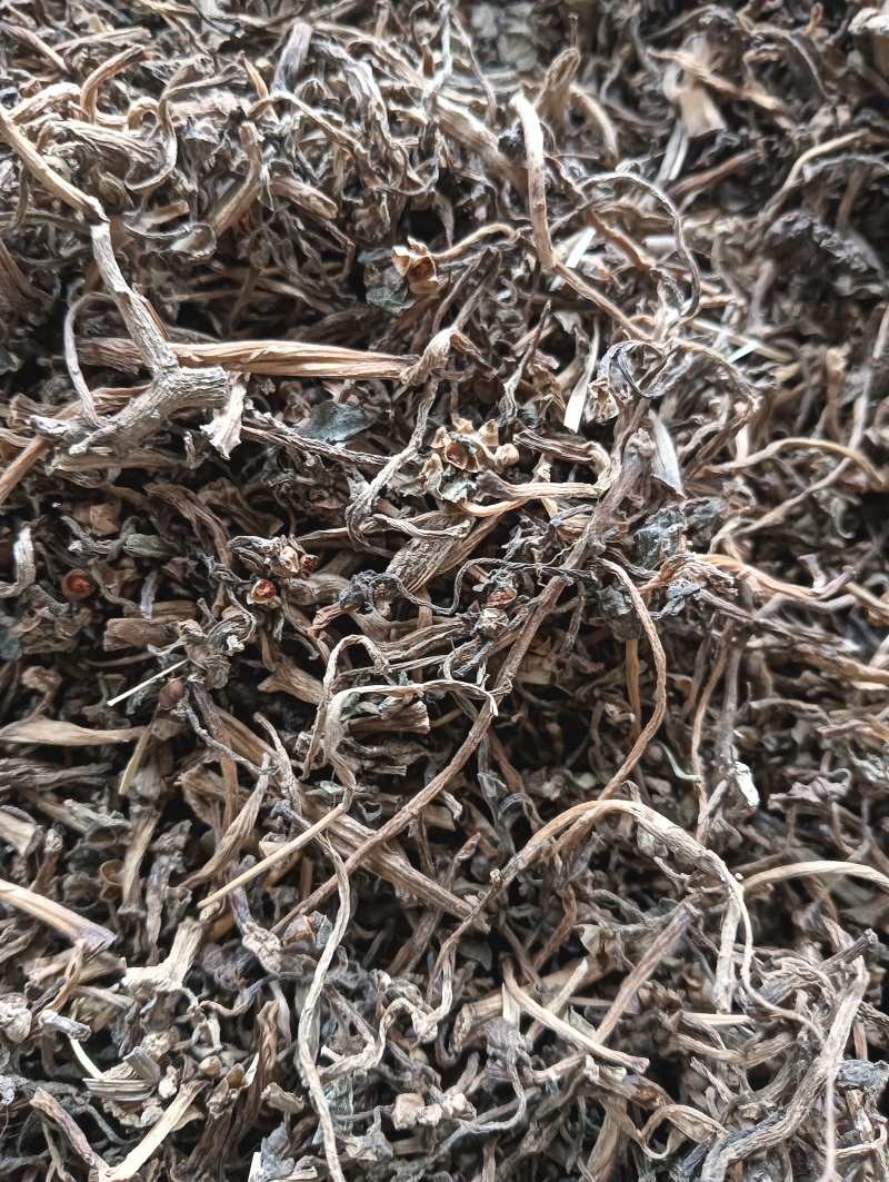 马齿苋马蜂菜实物实拍量大优惠