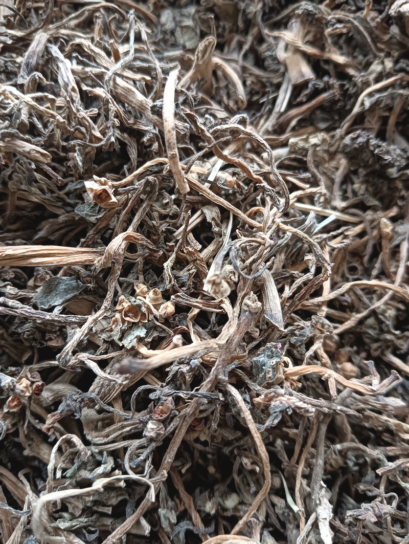 马齿苋马蜂菜实物实拍量大优惠