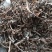 马齿苋马蜂菜实物实拍量大优惠
