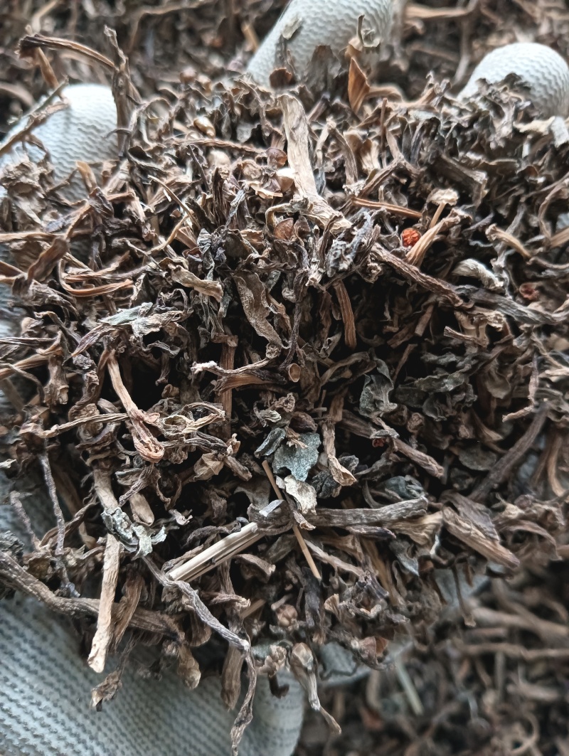 马齿苋马蜂菜实物实拍量大优惠