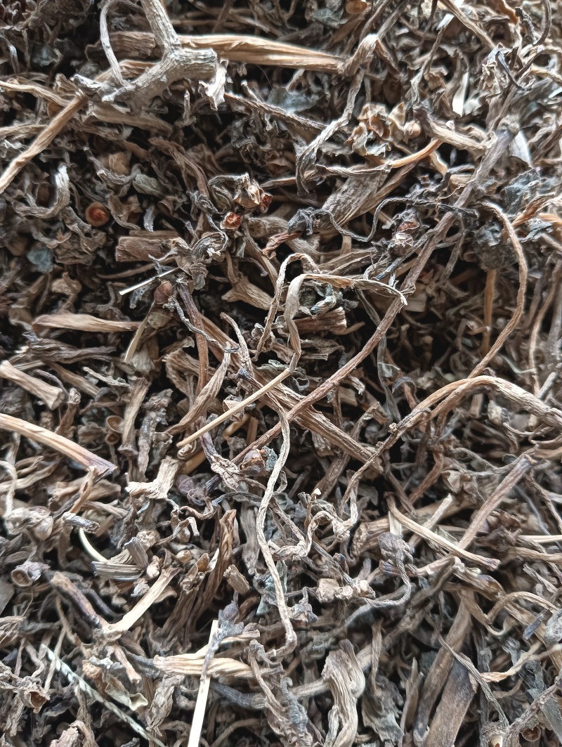 马齿苋马蜂菜实物实拍量大优惠