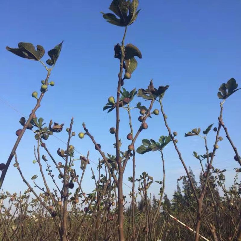 无花果树