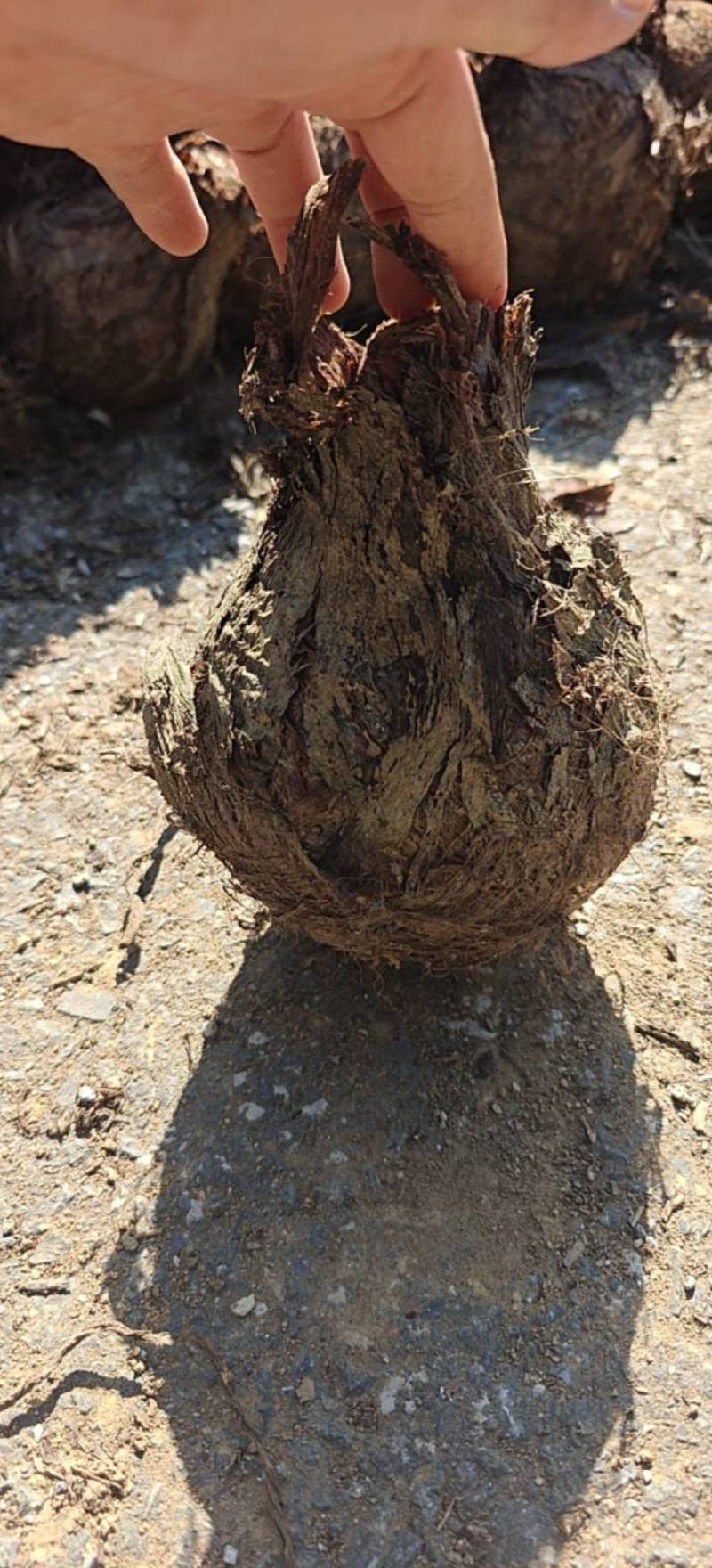 云南香芋人头芋电商货市场货都有走精品路线