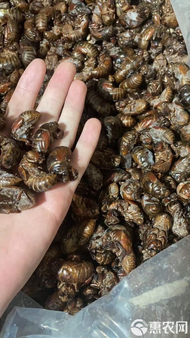 蝉蛹大量现货，对接电商各大，多多团购一件代发