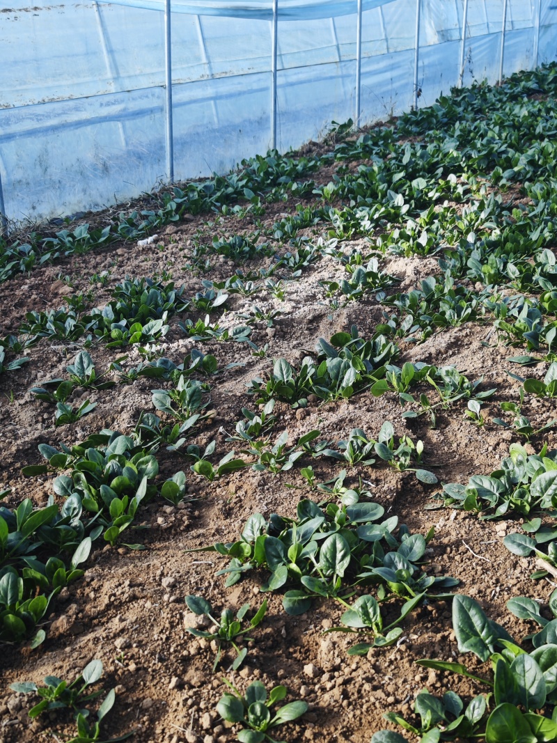 菠菜出售