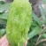 西安市鄠邑区金福猕猴桃（奇异果）果园现摘直发