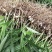 白芨苗四川中药材种植基地