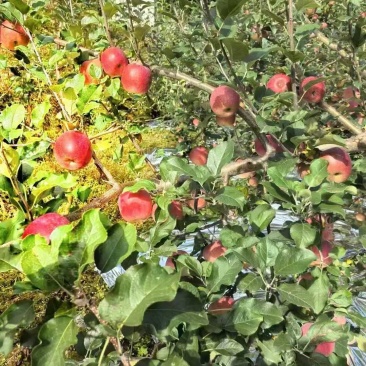 泸定桥高山糖心苹果