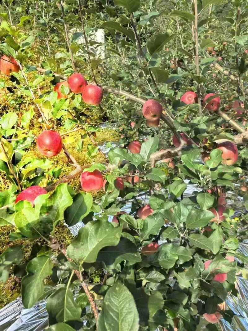 泸定桥高山糖心苹果