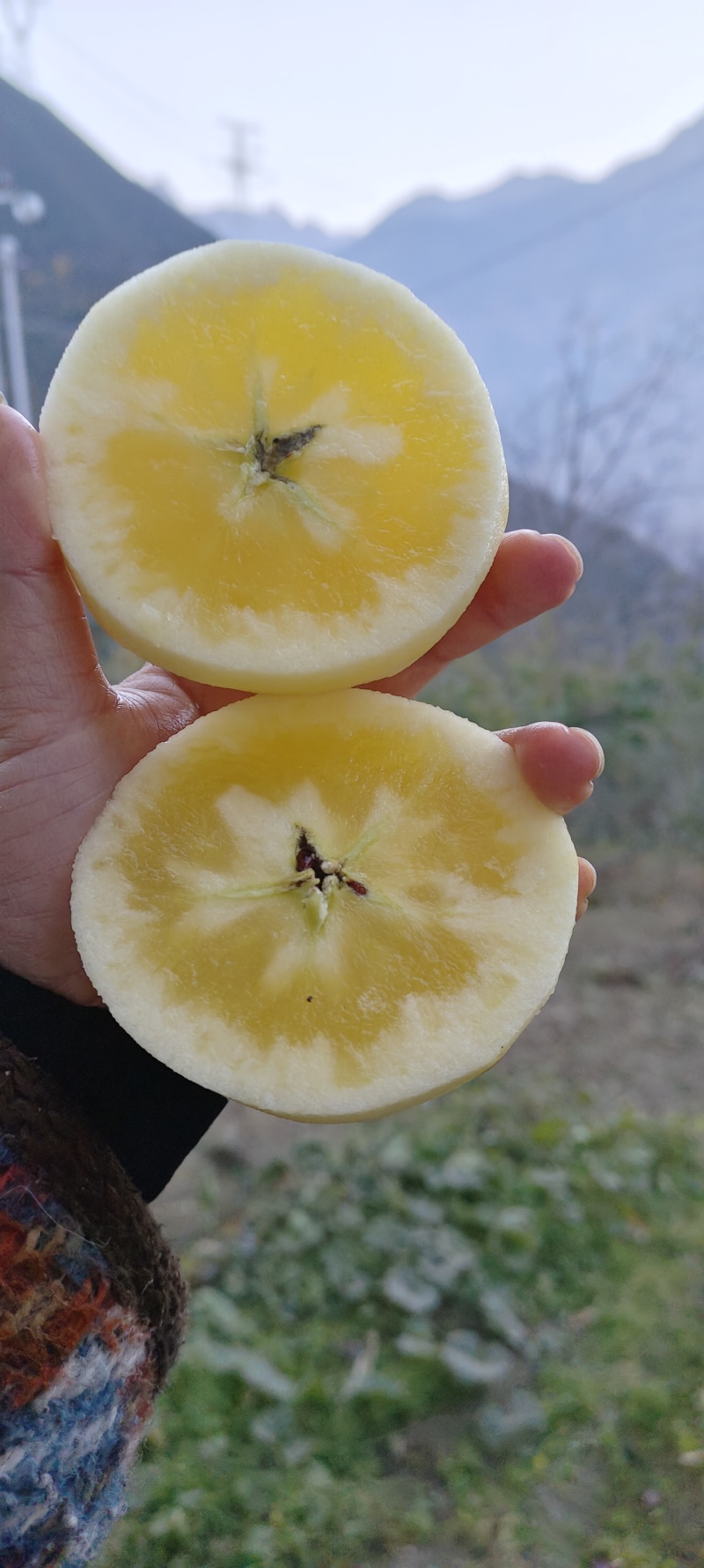 泸定桥高山糖心苹果