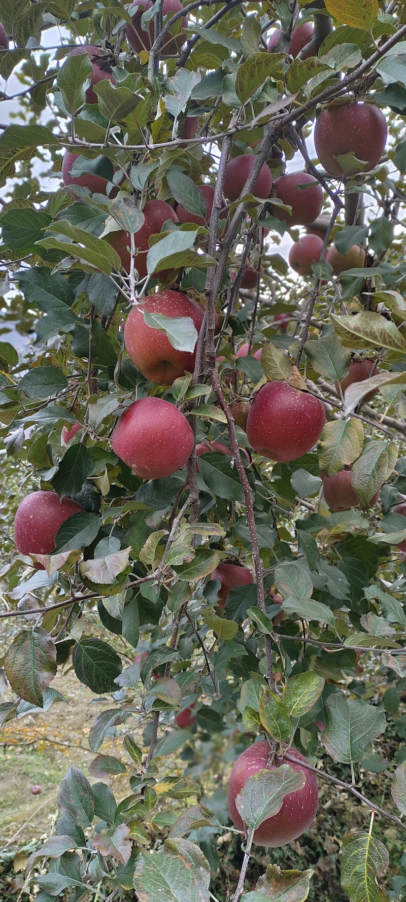 泸定桥高山糖心苹果