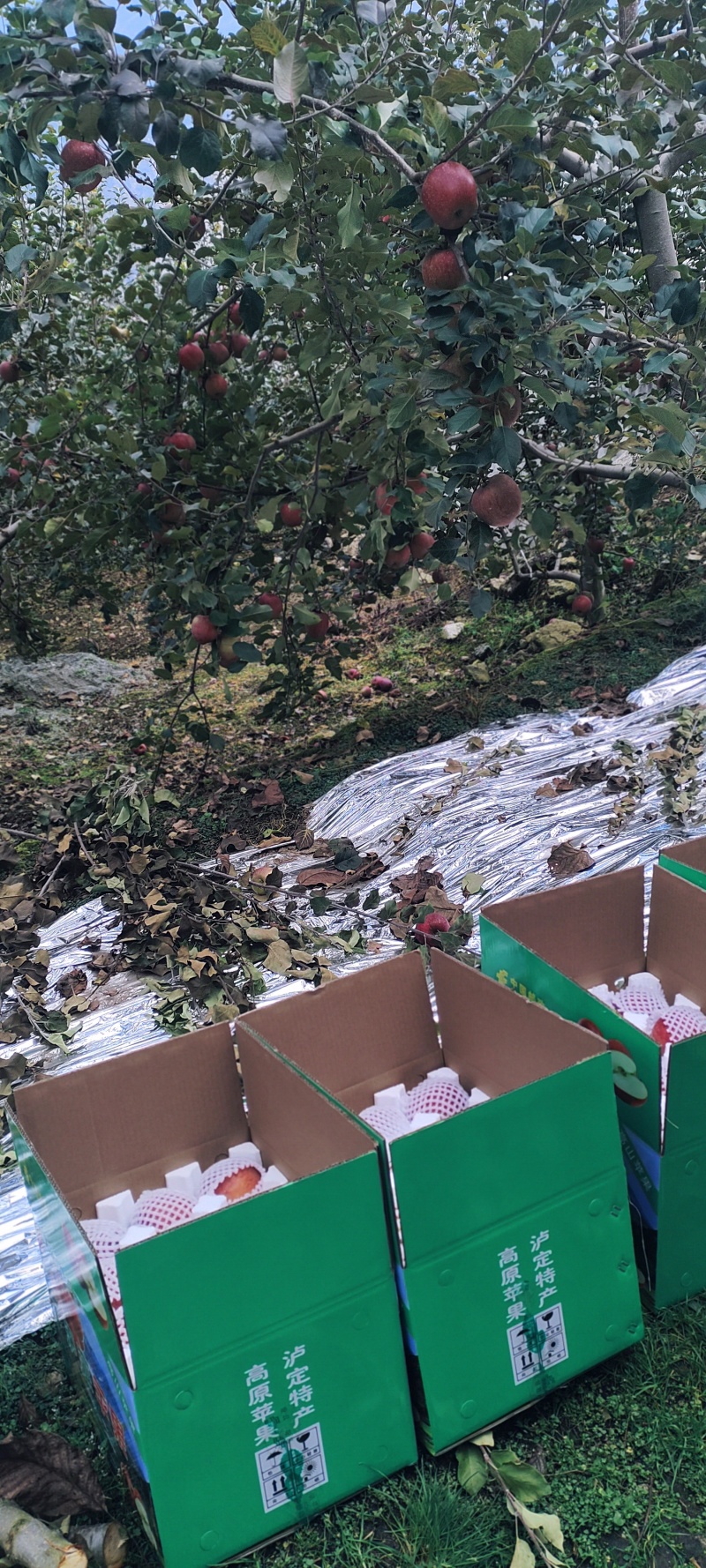 泸定桥高山糖心苹果