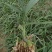 白芨苗四川中药材种植基地