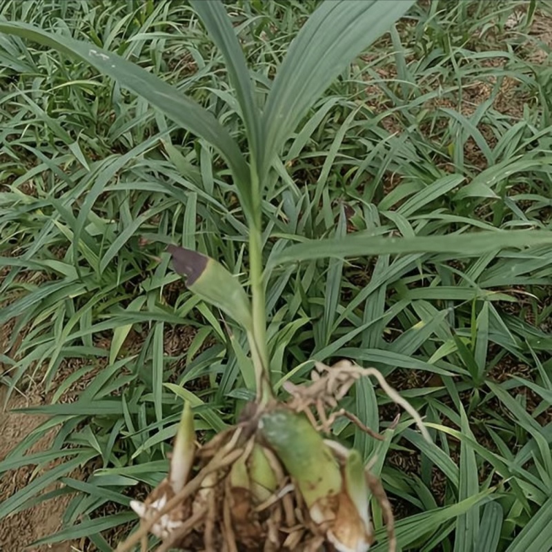 白芨苗四川中药材种植基地