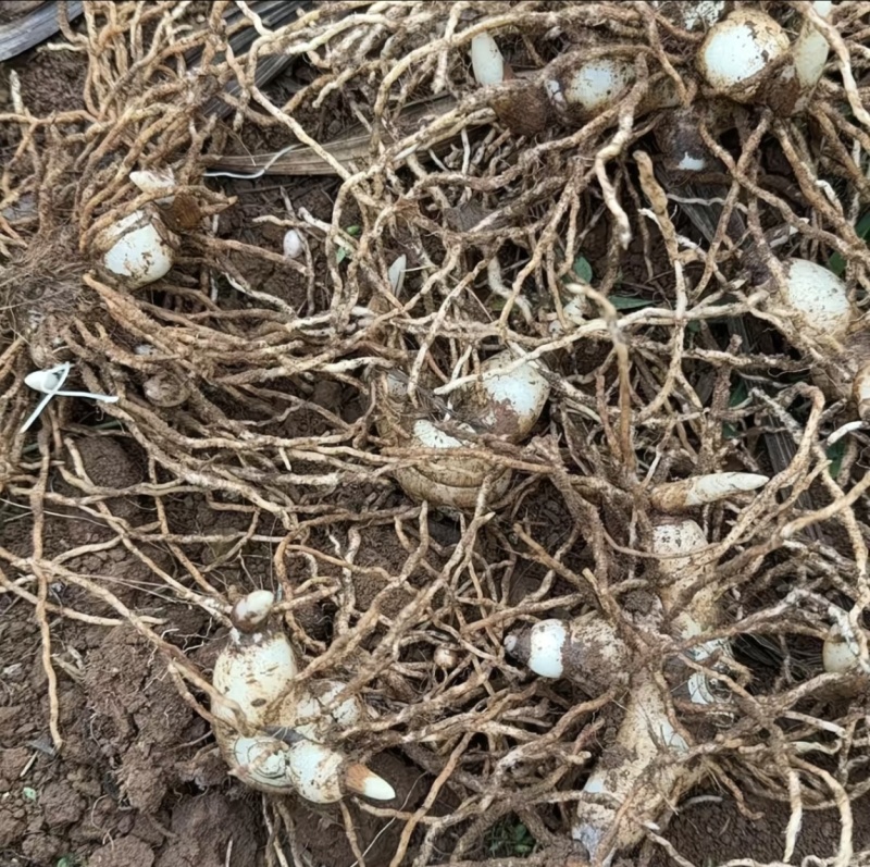 白芨苗四川中药材种植基地