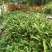 白芨苗四川中药材种植基地