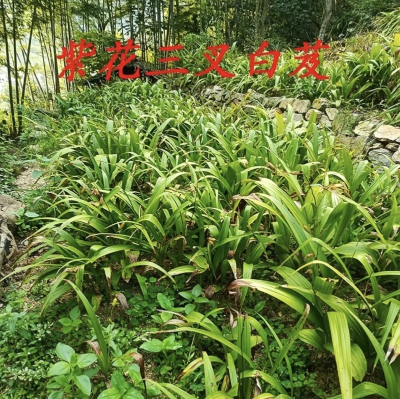 白芨苗四川中药材种植基地