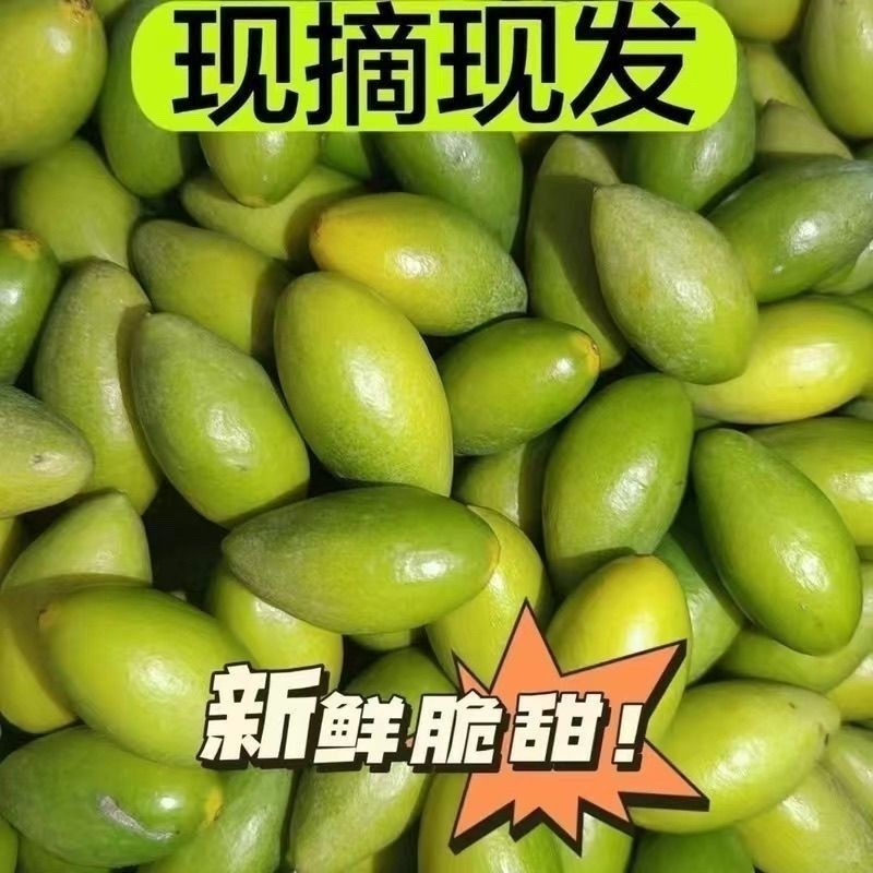 【热卖】广东特级青橄榄新鲜脆甜现货现发对接全国欢迎选购