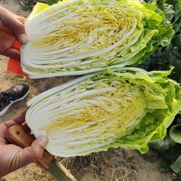 黄心大白菜