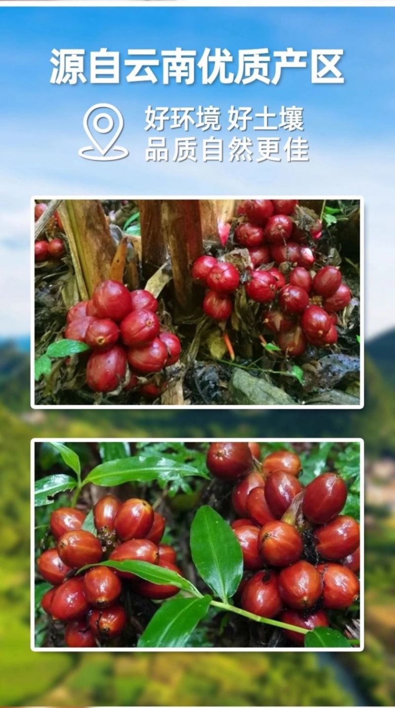 【包邮】草果无硫厨房卤肉炖肉香料卤料煲汤