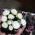 红菜苔