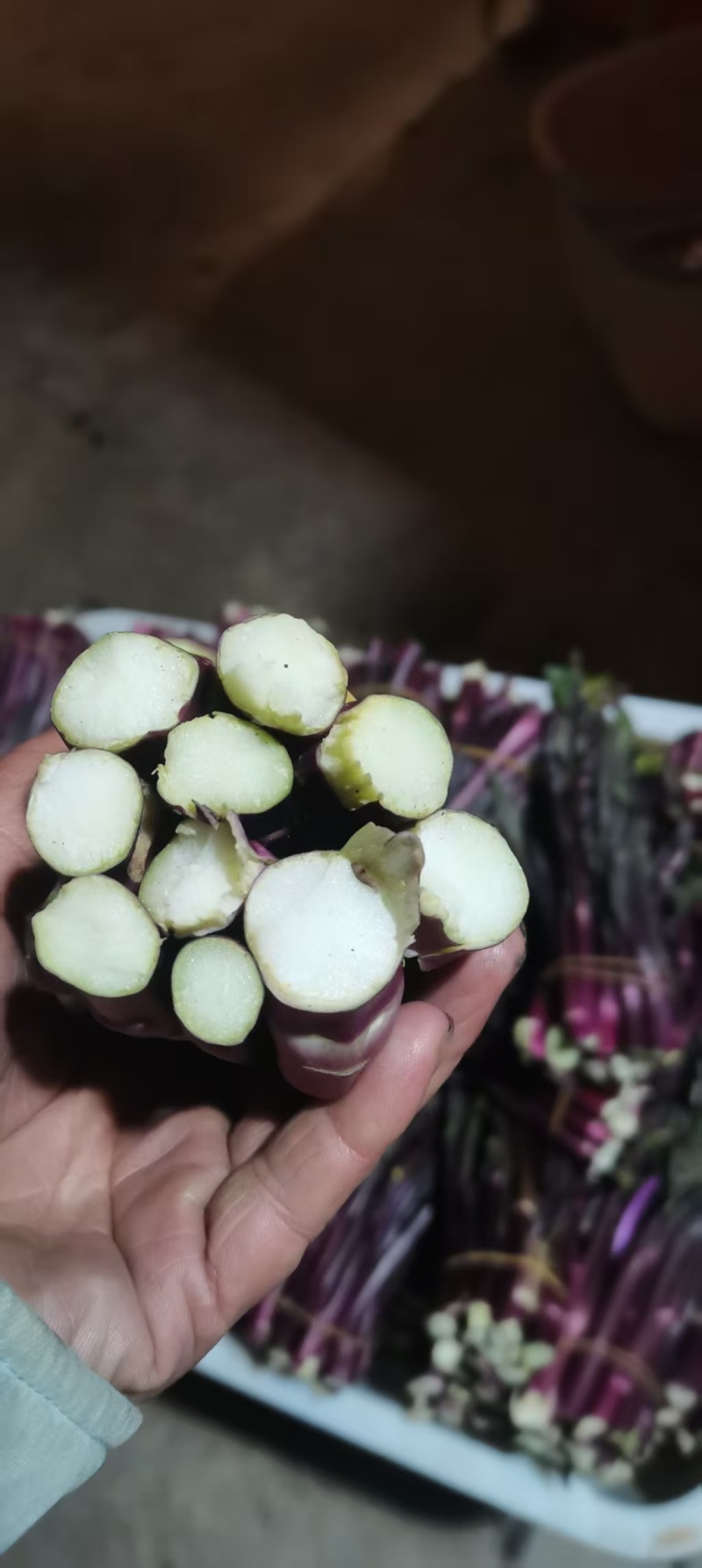 红菜苔