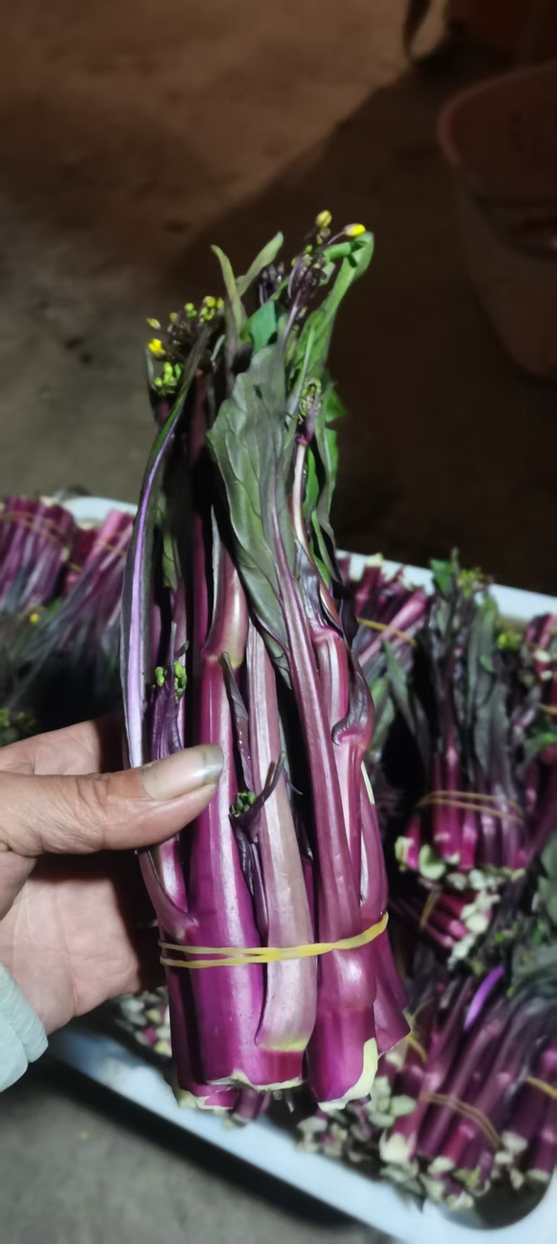红菜苔