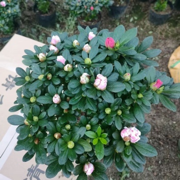 精品双色花蝴蝶20杯