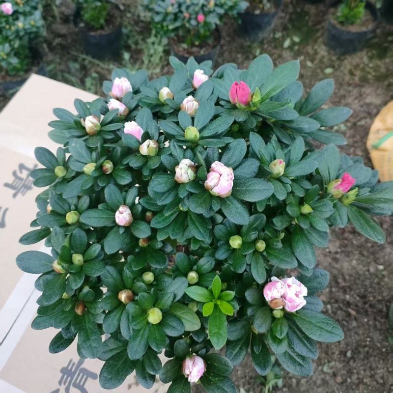 精品双色花蝴蝶20杯