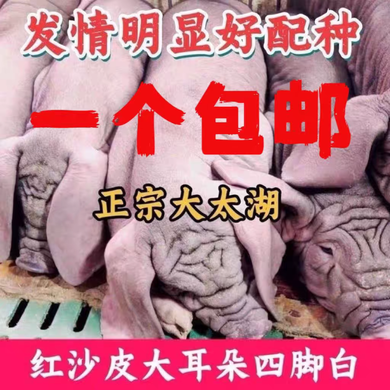 原种太湖母猪正宗太湖母猪纯种一头也包邮高产太湖母猪小母猪