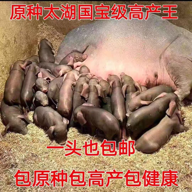 原种太湖母猪正宗太湖母猪纯种一头也包邮高产太湖母猪小母猪