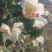 山茶油