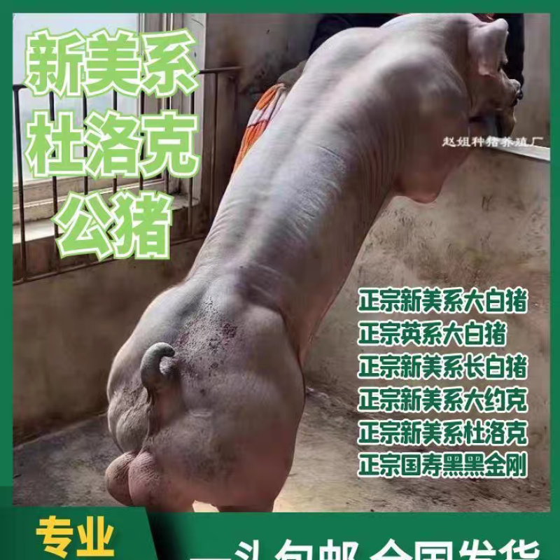 新美系纯种红杜洛克种公猪原种红毛杜洛克一代黑金刚母猪