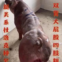 新美系纯种红杜洛克种公猪原种红毛杜洛克一代黑金刚母猪