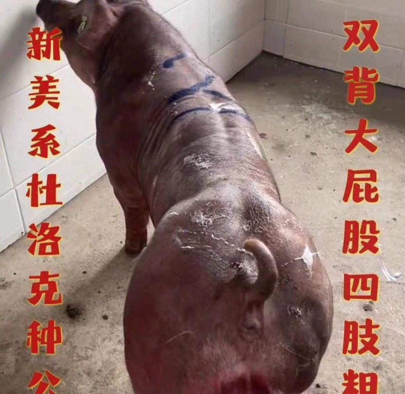 新美系纯种红杜洛克种公猪原种红毛杜洛克一代黑金刚母猪