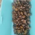 麝香猫瑰夏咖啡生豆剩1公斤喜欢高端货的老板赶紧了，