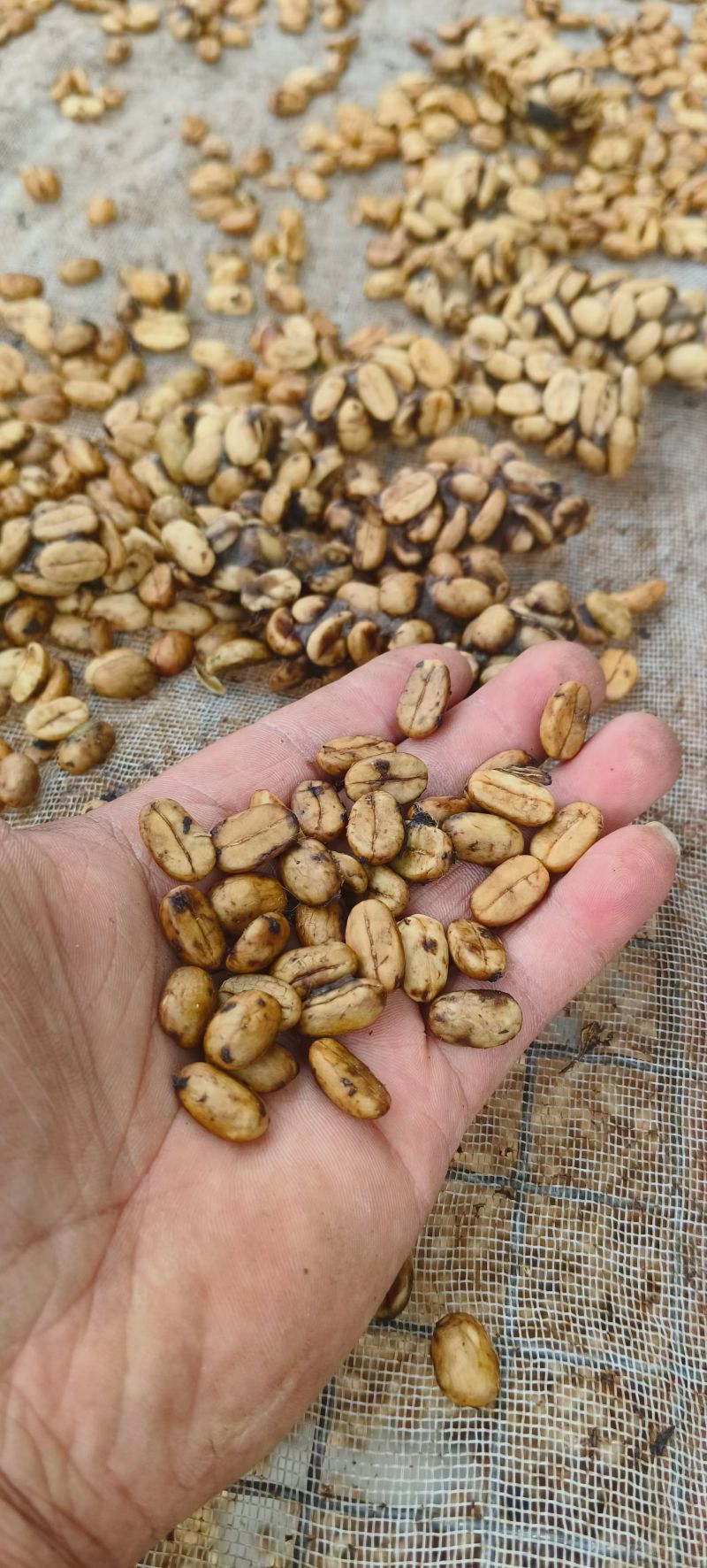 麝香猫瑰夏咖啡生豆剩1公斤喜欢高端货的老板赶紧了，