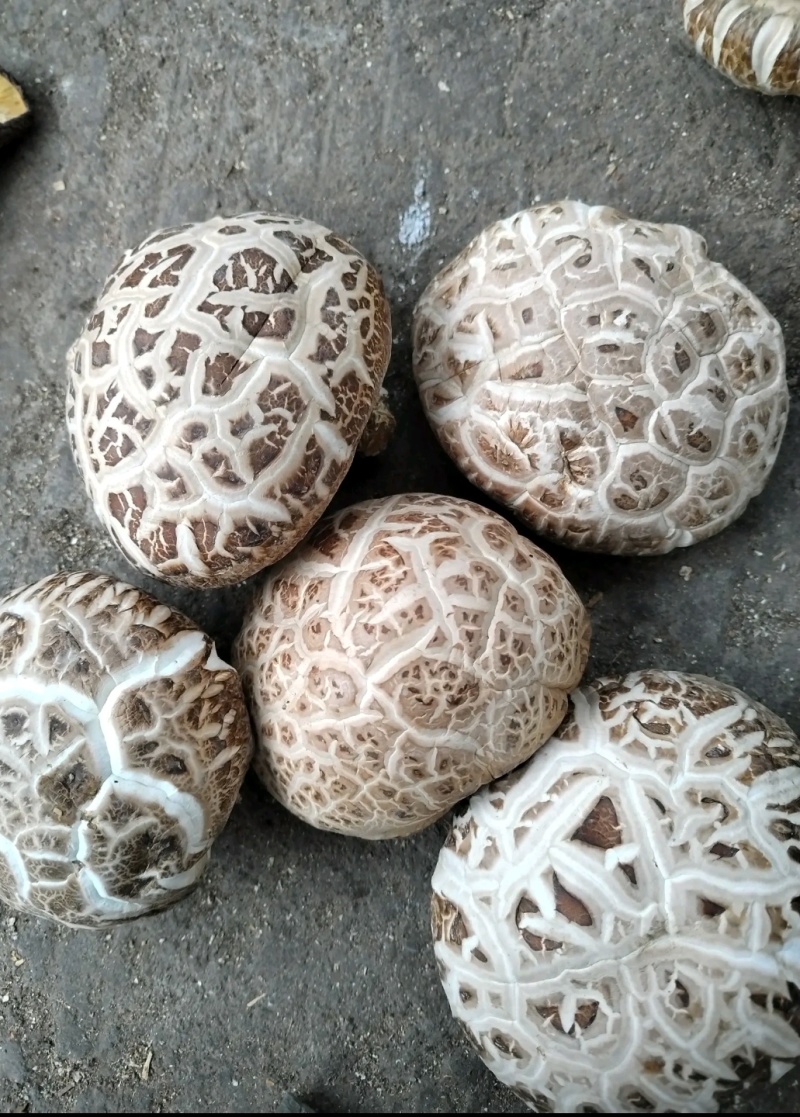 干香菇
