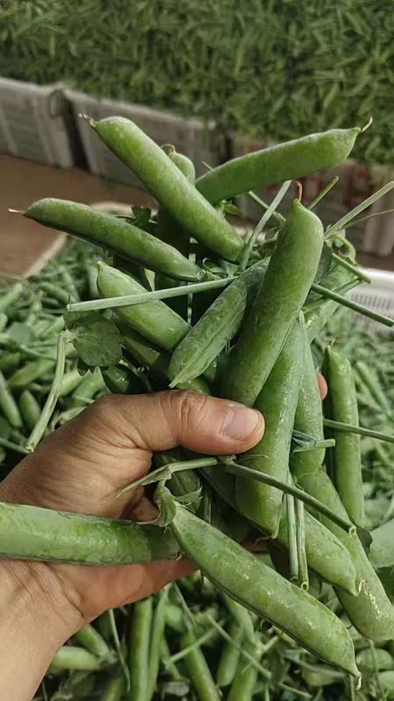 两百亩碗豆急售