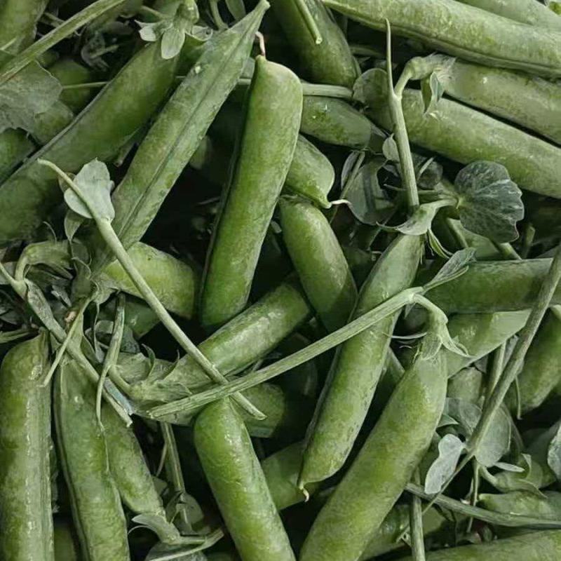 两百亩碗豆急售