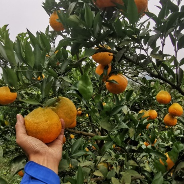 今年果子比较均匀几乎80以上大小