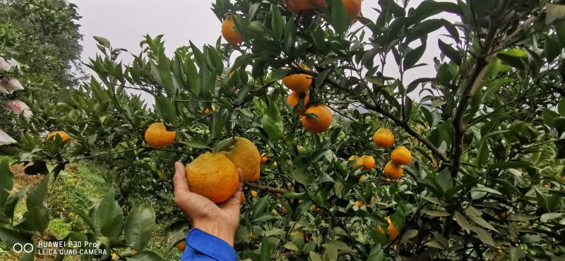 今年果子比较均匀几乎80以上大小