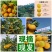 麻阳锦蜜冰糖橙