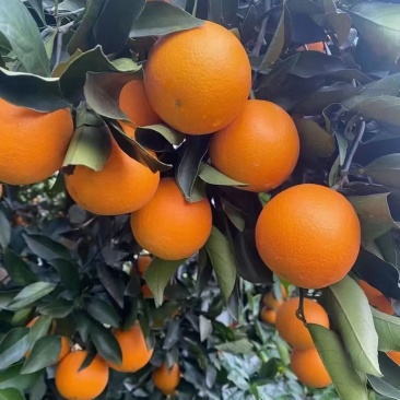 麻阳锦蜜冰糖橙