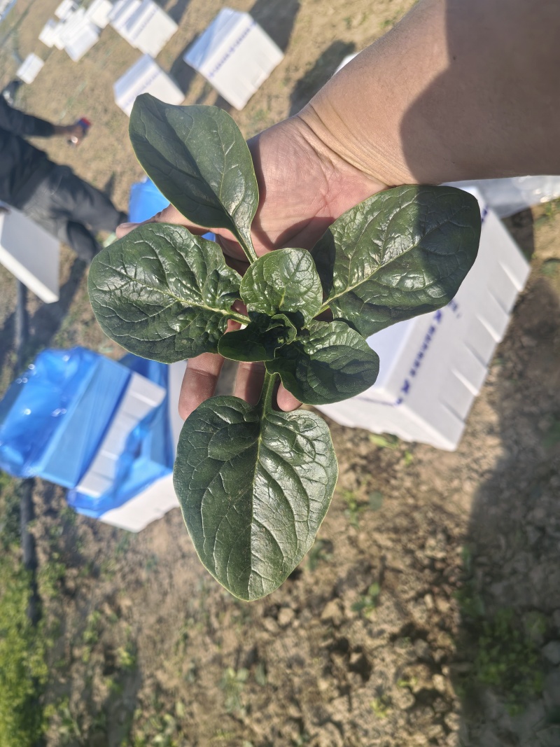 趴地菠菜