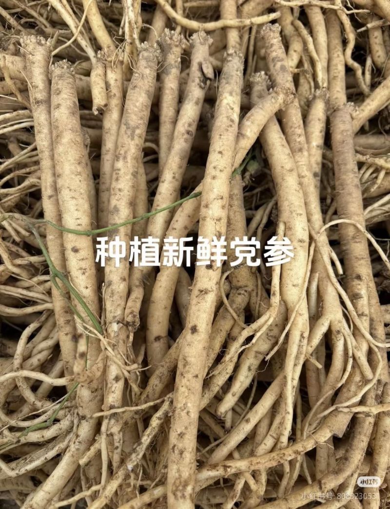 鲜党参