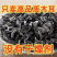 黑木耳东北特产量大批发秋木耳