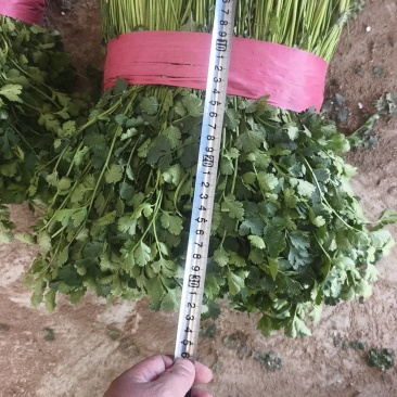 铁杆青小叶香菜，供应各大商超及各大电商平台